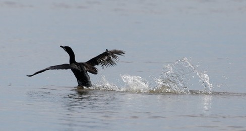 Image 772640482