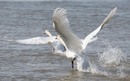 Image 772640612