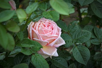 Image 783766103