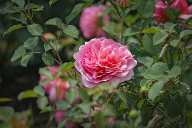 Image 783766142