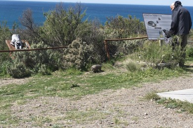 Lobería Punta Norte. valdes. peninsula. province. chubut. patagonia. armadillo. landscape. horizontal. argentina. south. america. natural. natural Beauty. natural Park. nature. atlantic. non Urban Scene. ocean. outdoor. outdoors. outside