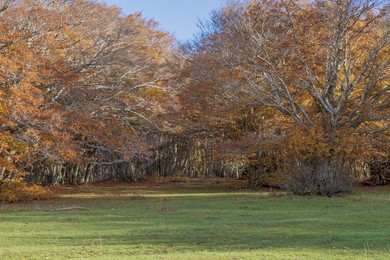 Regional. nature. reserve. monte San Vicino. monte Canfaito. beechwood. landscape. horizontal. san Severino Marche. marche. italy. natural Beauty. natural