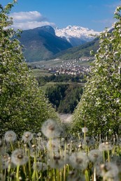 Agriculture. flowering. mountain. rural Landscape. overview. overview. Italyn. italy. mountain. mountains. outdoors. outside. travel. travel Destination. traveling. trentino. landscape. natural.