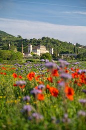 Villa. agriculture. architecture. biodiversity. field. flower. flowering. rural Landscape. poppy. vineyard. lives. Italyn. italy. mountain. mountains. outdoors. outside. travel. travel Destination. traveling. trentino. landscape. natural.