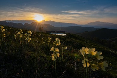 Primrose. mountain Pasture. backlight. flower. flowering. alpine Pasture. mountain. alpine Landscape. sunset. Italyn. italy. mountain. mountains. outdoors. outside. travel. travel Destination. traveling. trentino. landscape. natural.