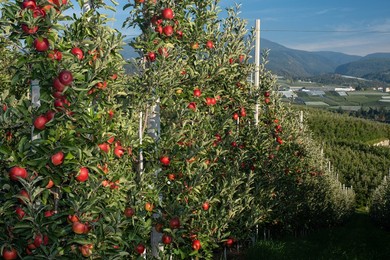 Agriculture. fruit. orchard. fruit. apple. apple Orchard. Italyn. italy. mountain. mountains. outdoors. outside. traveling. travel Destination. travel. trentino. landscape. natural.