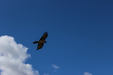 Wild Animal. vulture. alpine Fauna. bearded Vulture. bird of Prey. flight. Italyn. italy. mountain. mountains. outdoors. outside. traveling. travel Destination. travel. trentino. landscape. natural.