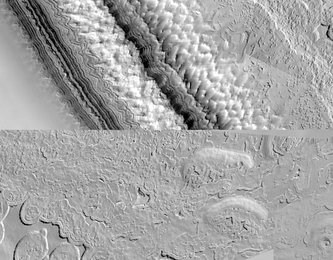 Image 791903517