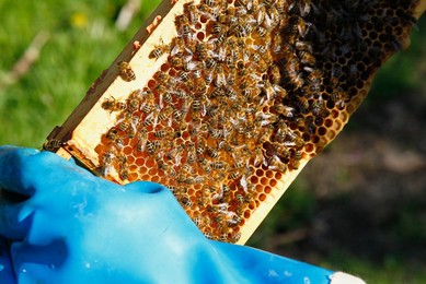 England, Kent, Yalding Organic Gardens, Food, Fresh honey being harvested from bee hive.