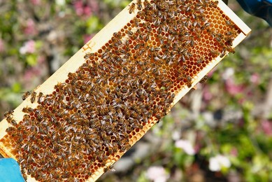 England, Kent, Yalding Organic Gardens, Food, Fresh honey being harvested from bee hive.