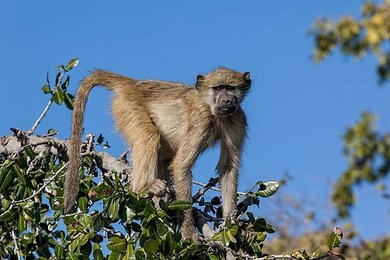 Image 809621096