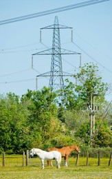 Scene with horses and pylons at Sandford, Oxfordshire