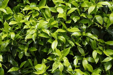 Museo Teatrale alla Scala museum, terrace, Milan, Lombardy, Italy, Europe