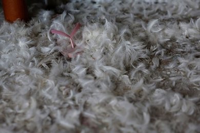 Image 818681840