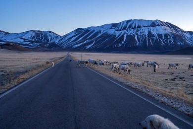 View from Pian Grande of Castelluccio di Norcia, Umbria, Italy, Europe