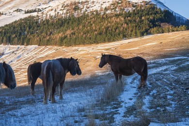 Horses at Forca di Gualdo in Castelsantangelo sul Nera, Marche, Italy, Europe