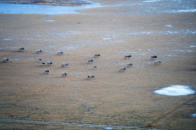 View from Pian Grande of Castelluccio di Norcia, Umbria, Italy, Europe
