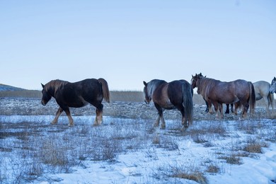 Horses at Forca di Gualdo in Castelsantangelo sul Nera, Marche, Italy, Europe