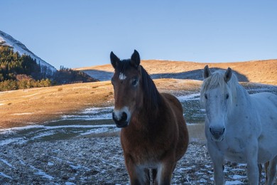 Horses at Forca di Gualdo in Castelsantangelo sul Nera, Marche, Italy, Europe