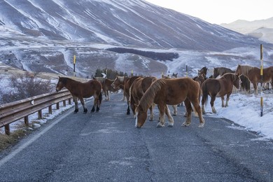 Horses at Forca di Gualdo in Castelsantangelo sul Nera, Marche, Italy, Europe