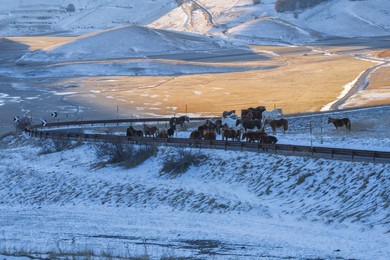 Horses at Forca di Gualdo in Castelsantangelo sul Nera, Marche, Italy, Europe