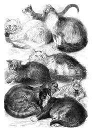 Image 898464681