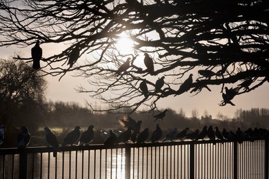 Misty winter sunrise at St Helens Wharf, Abingdon, with resting pigeons