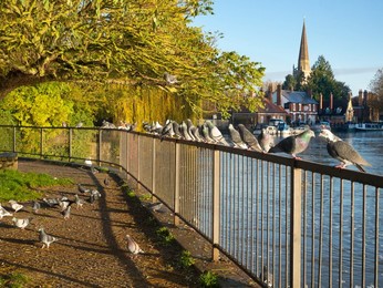 Image 903216427