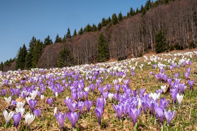 Crocus flowering at Malga Stabio, Bleggio, Trentino, Italy, Europe