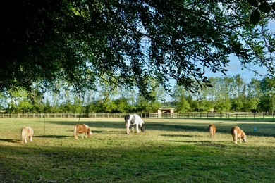 Image 906906712