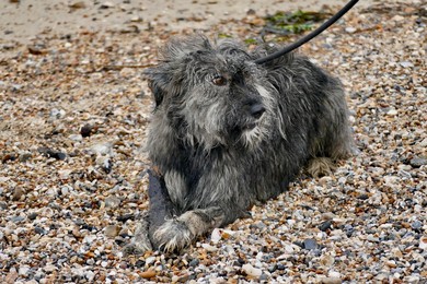Image 925855636