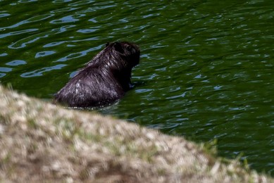 Image 938338427