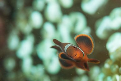 Fire clowfish