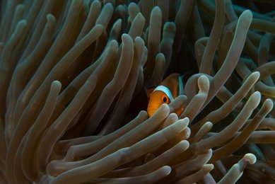 Fire clowfish