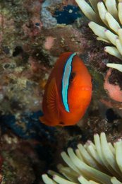 Fire clowfish