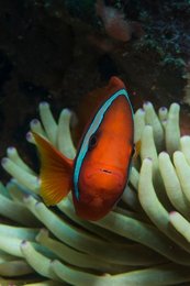 Fire clowfish