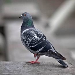 Image 942835689