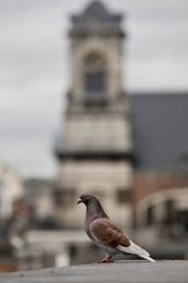 Image 942835698
