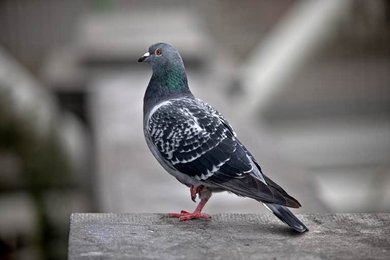 Image 942835701