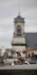 Image 942835751