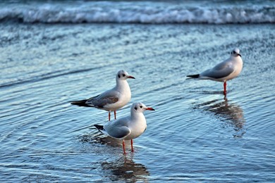 Image 947475831
