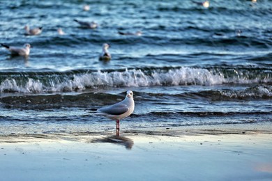 Image 947475858