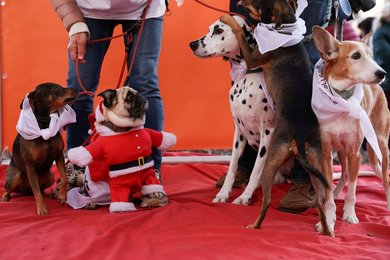 Image 950853496