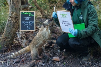 London Zoo Annual Stocktake