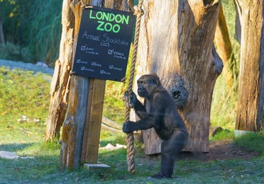 London Zoo Annual Stocktake