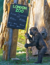 London Zoo Annual Stocktake