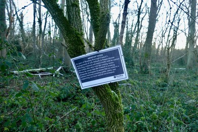 Ash Dieback Disease Management