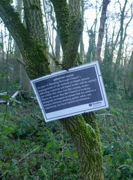 Ash Dieback Disease Management
