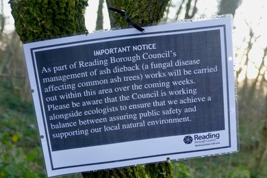 Ash Dieback Disease Management