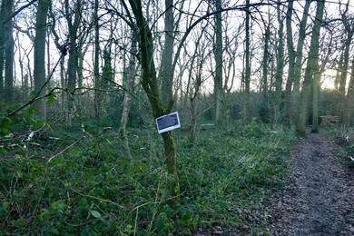 Ash Dieback Disease Management